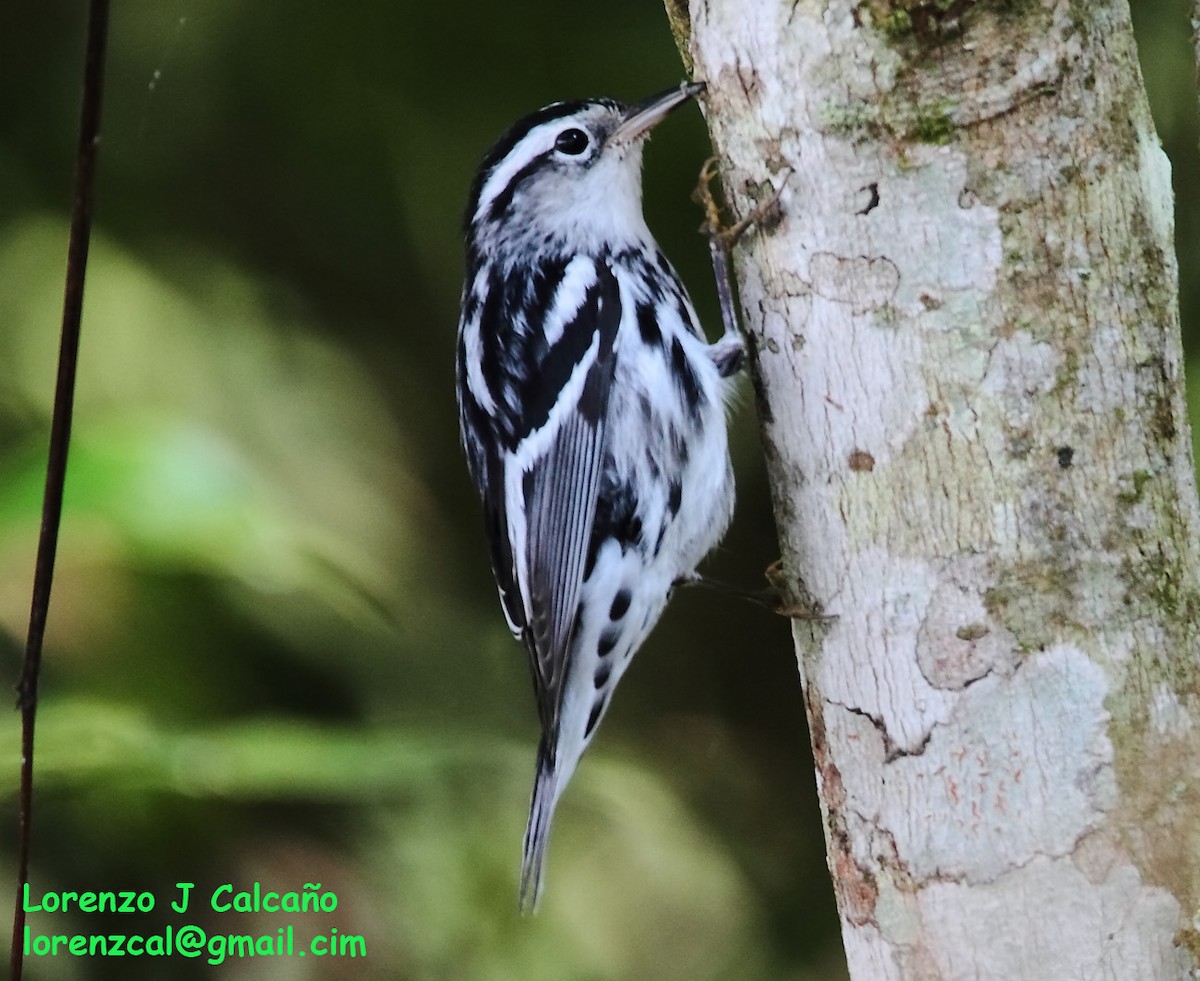 Black-and-white Warbler - Lorenzo Calcaño