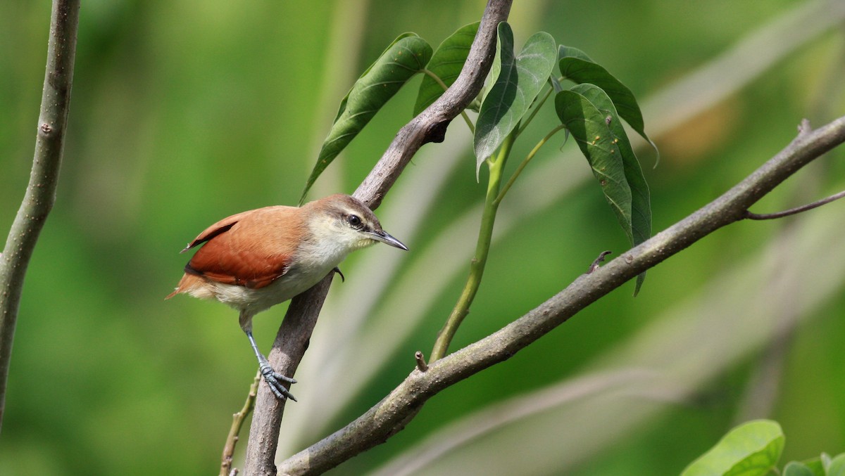 Yellow-chinned Spinetail - ML23912771
