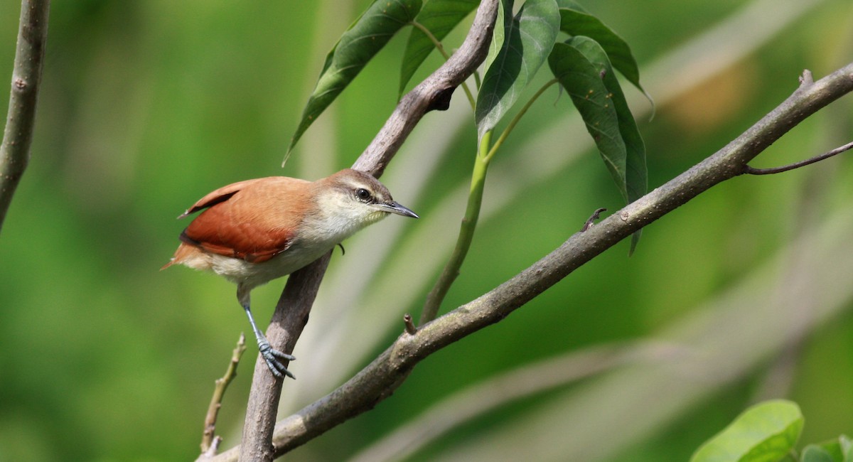 Yellow-chinned Spinetail - ML23912811