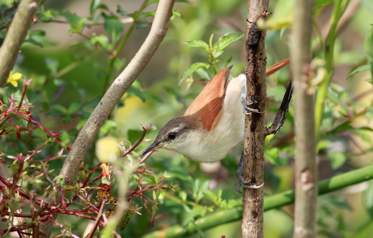 Yellow-chinned Spinetail - ML23912871