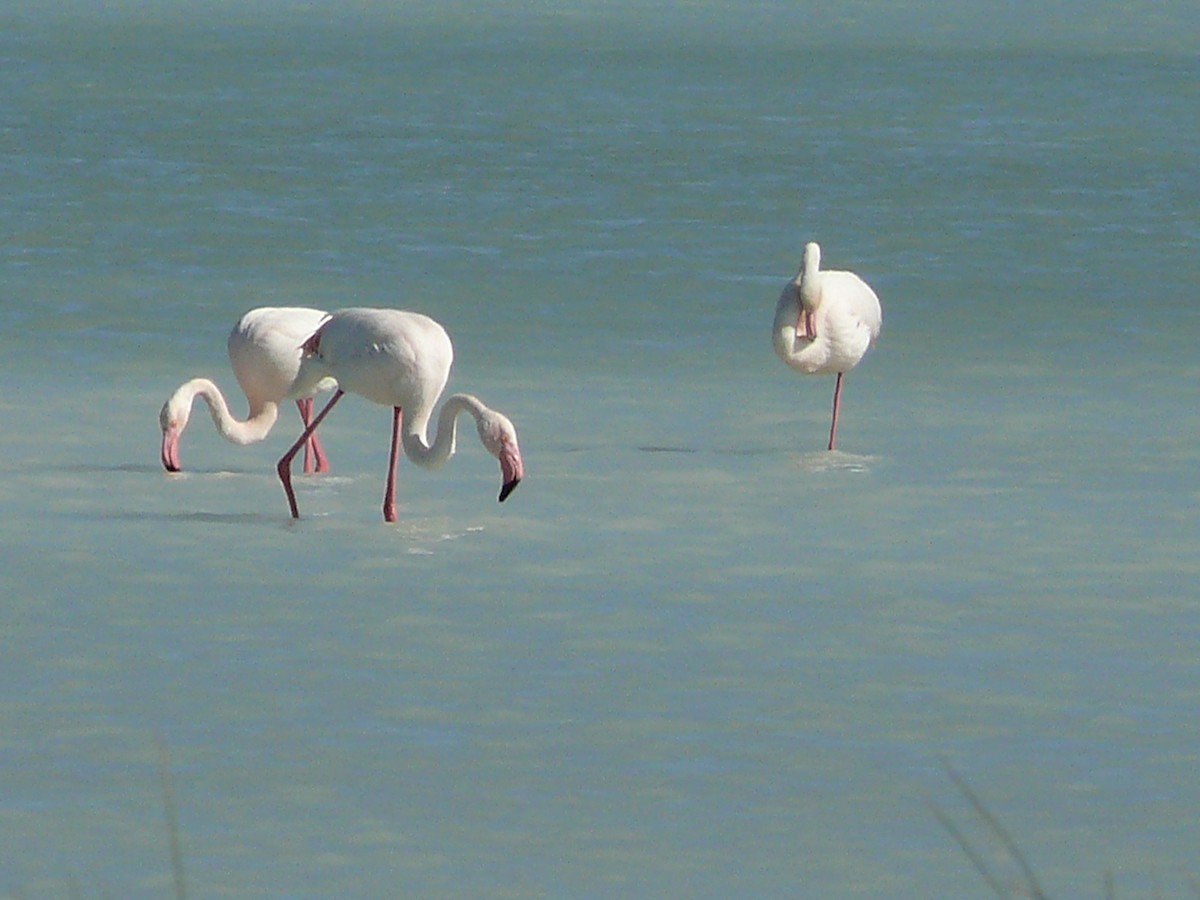 Greater Flamingo - ML239130841