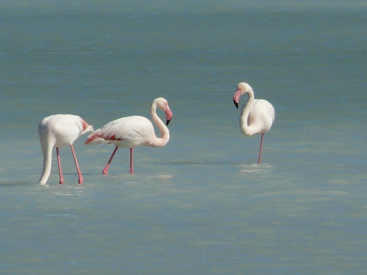 Greater Flamingo - ML239130891