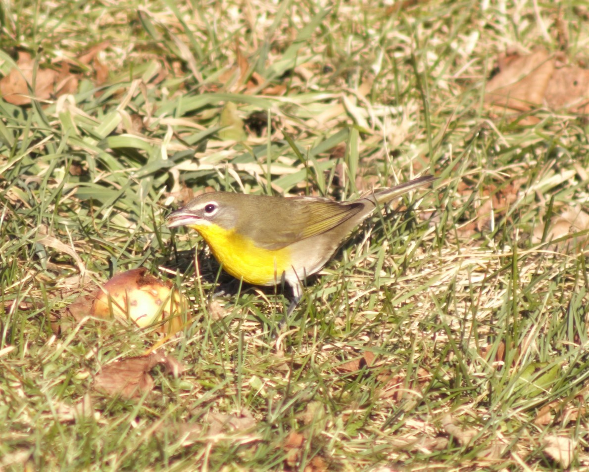 Yellow-breasted Chat - ML239133341