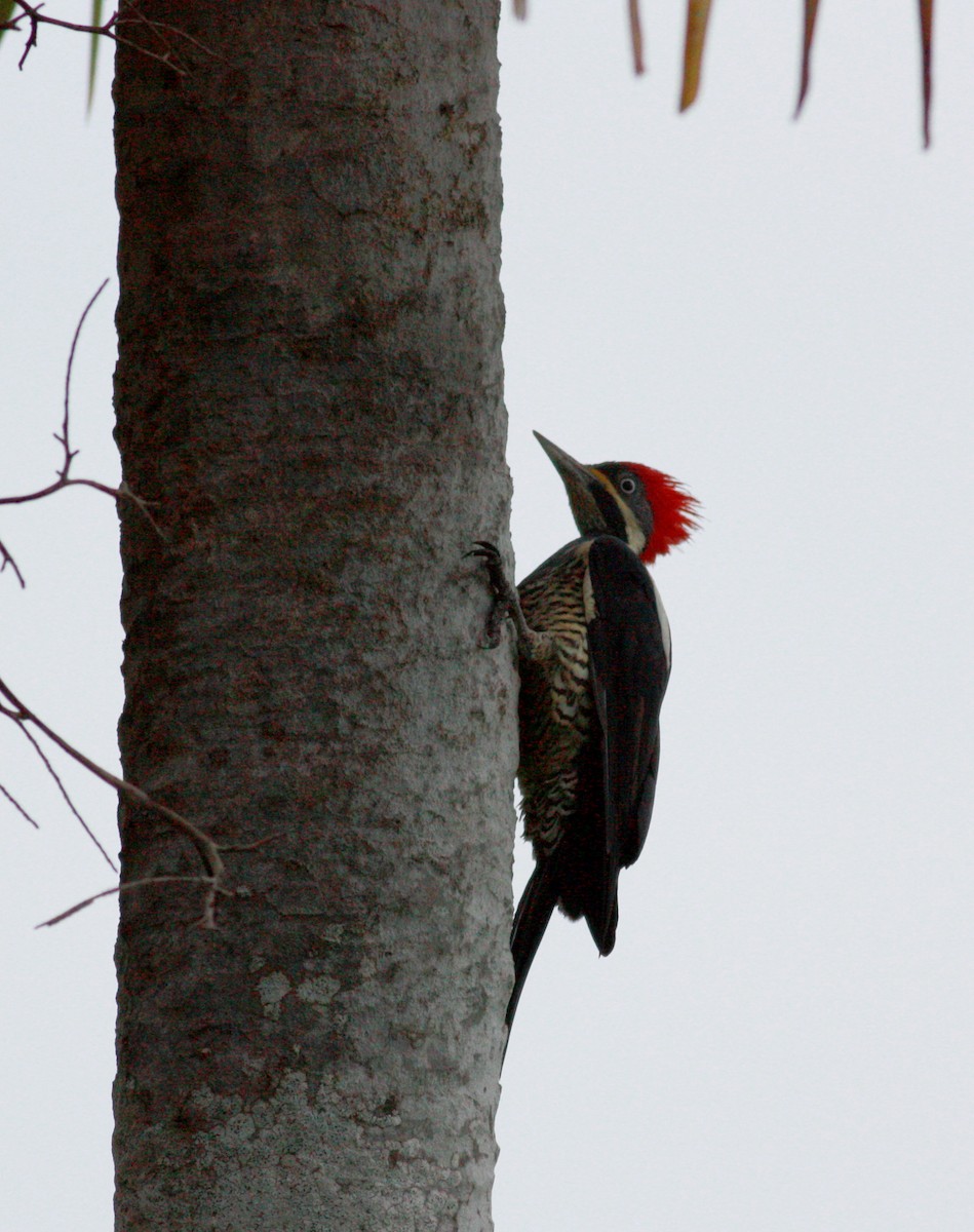 Lineated Woodpecker (Lineated) - ML23913571