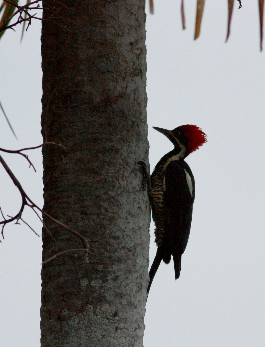 Lineated Woodpecker (Lineated) - ML23913581