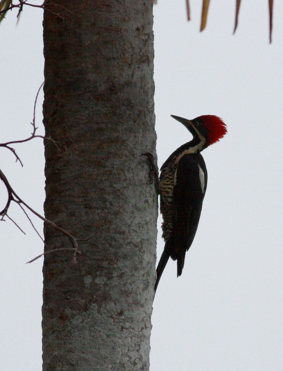 Lineated Woodpecker (Lineated) - ML23913591