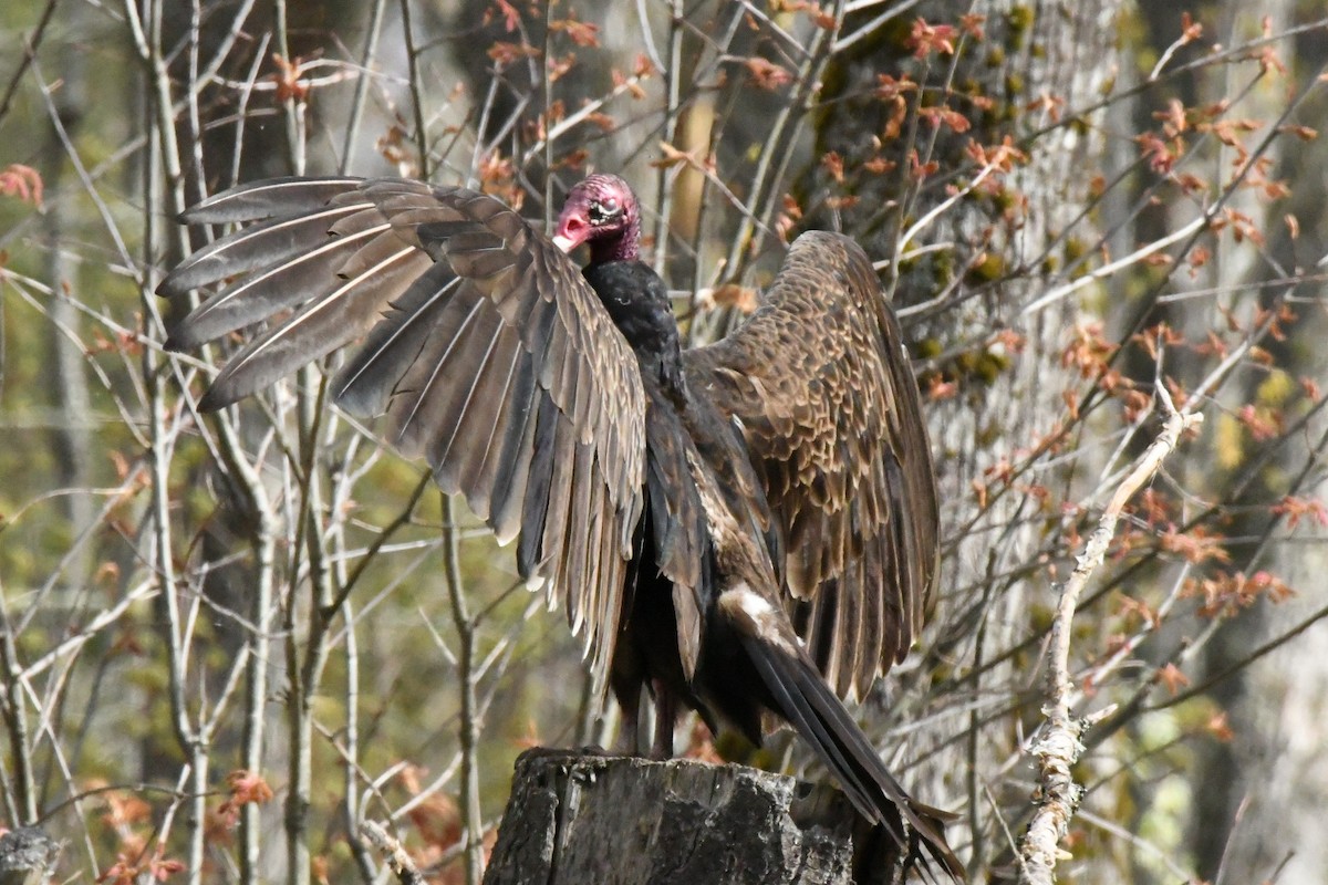 Turkey Vulture - Sean Hatch