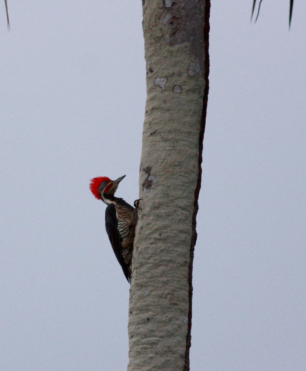 Lineated Woodpecker (Lineated) - ML23913751