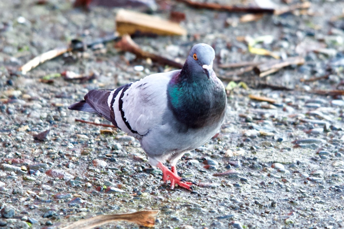 Rock Pigeon (Feral Pigeon) - David Nowell