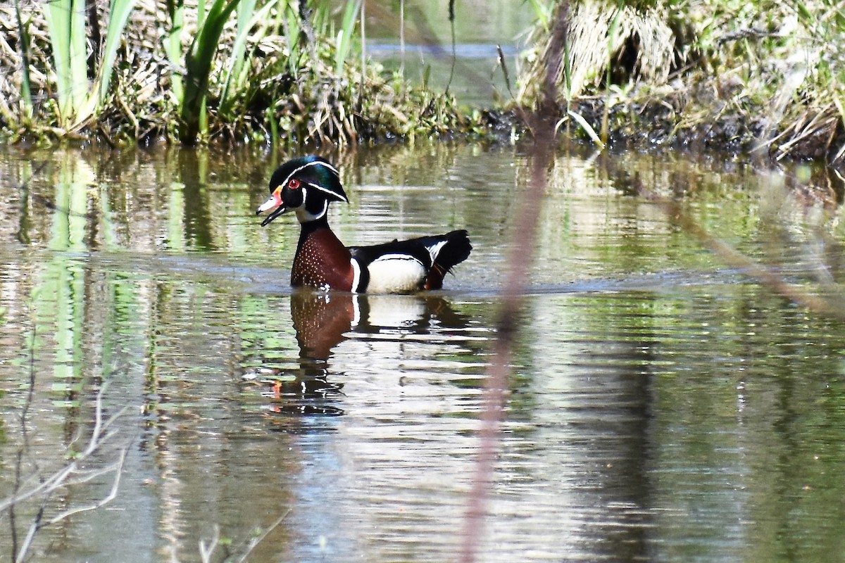 Wood Duck - Terry Bohling