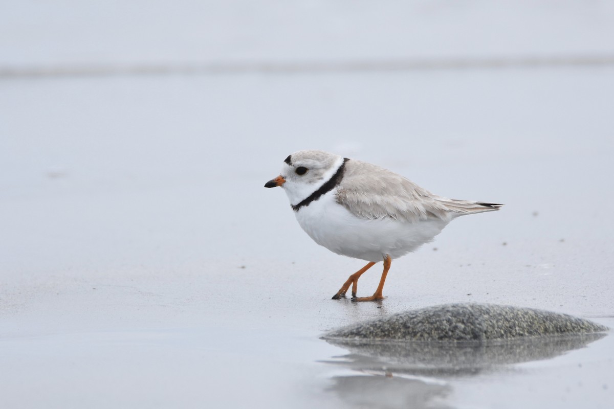 Piping Plover - ML239139621