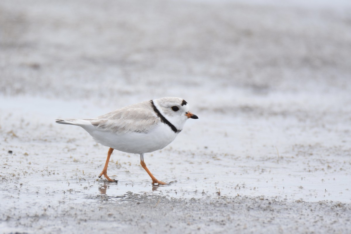 Piping Plover - ML239139631