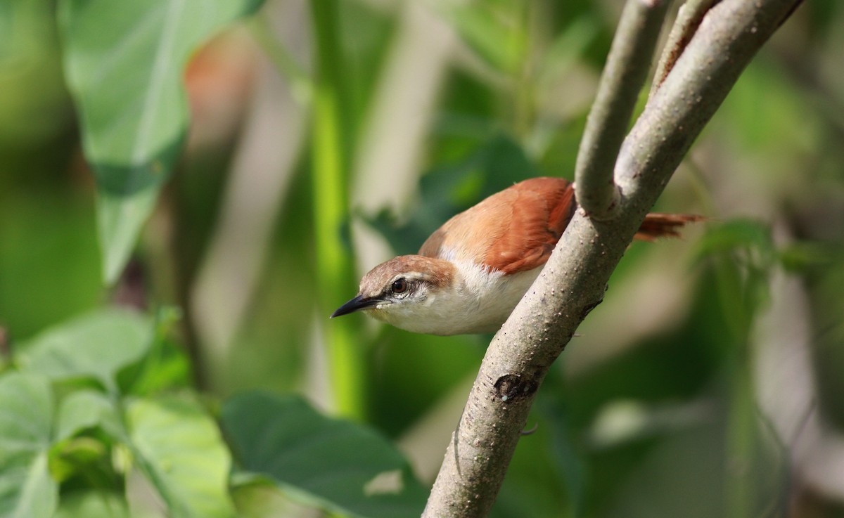 Yellow-chinned Spinetail - ML23914081