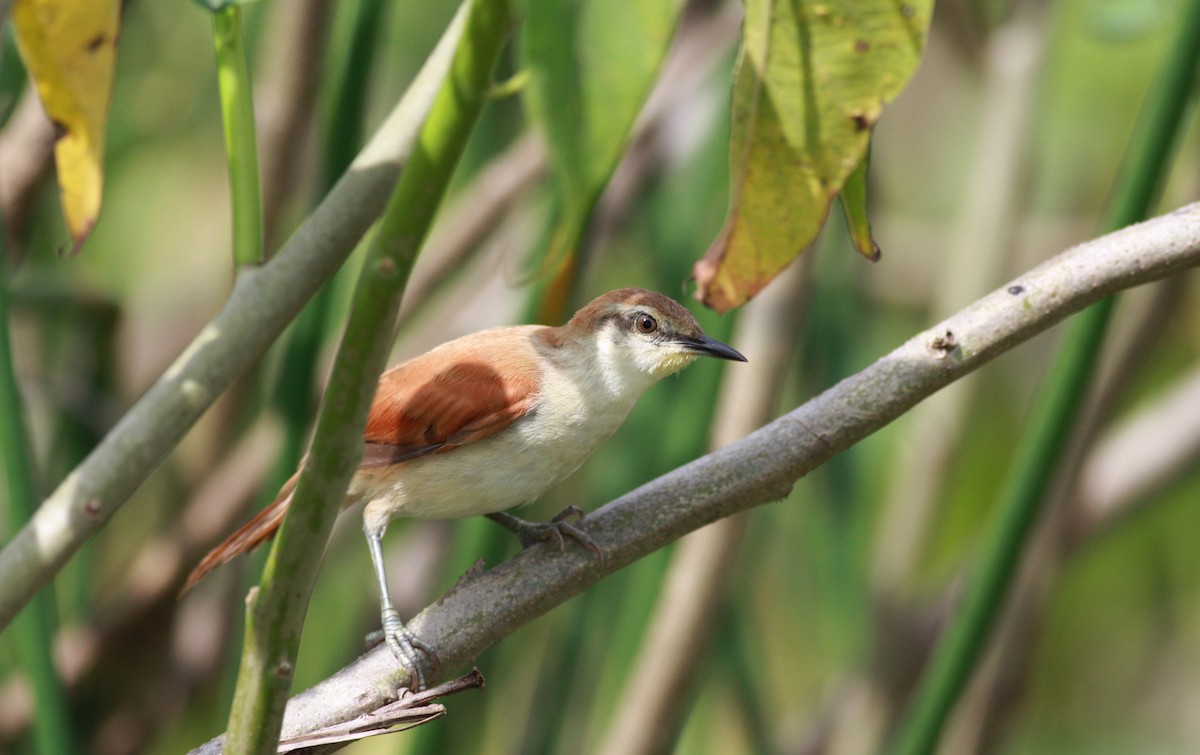 Yellow-chinned Spinetail - ML23914091
