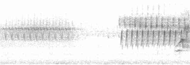 Тауї плямистий - ML239148641