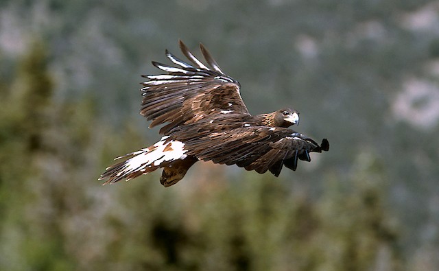Third-year on fall migration - Golden Eagle - 