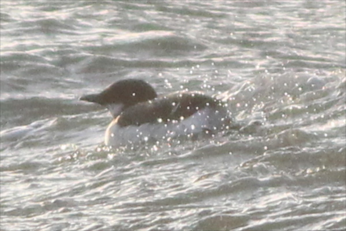 Thick-billed Murre - ML23915851