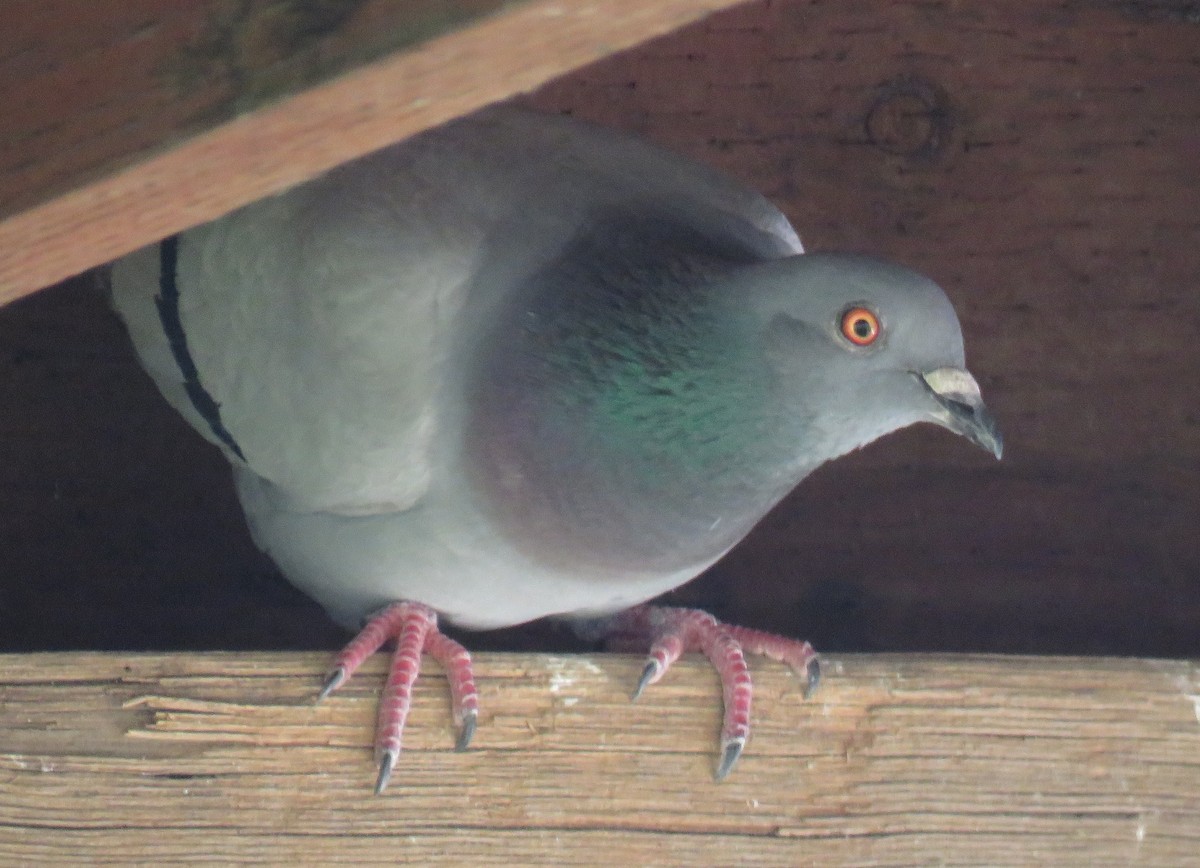 Rock Pigeon (Feral Pigeon) - Petra Clayton