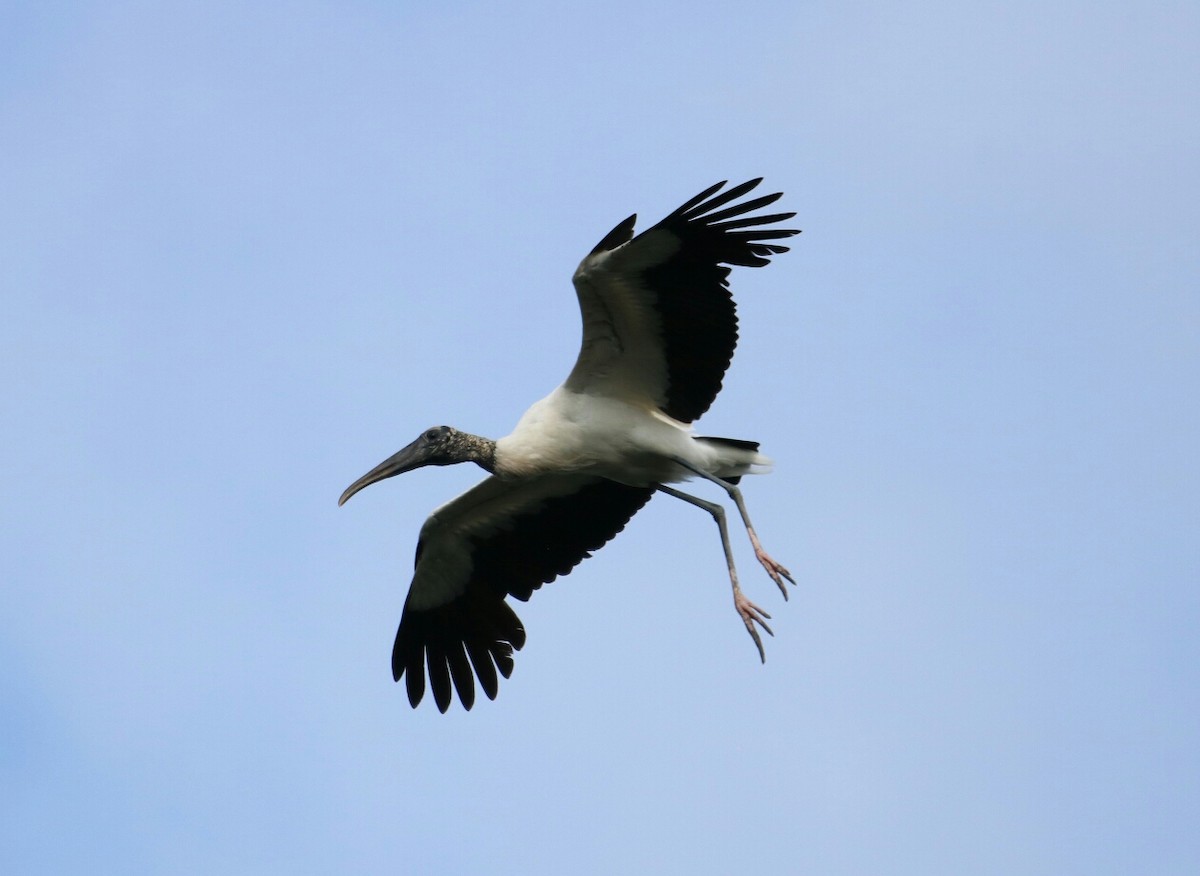 Wood Stork - Philip Andescavage