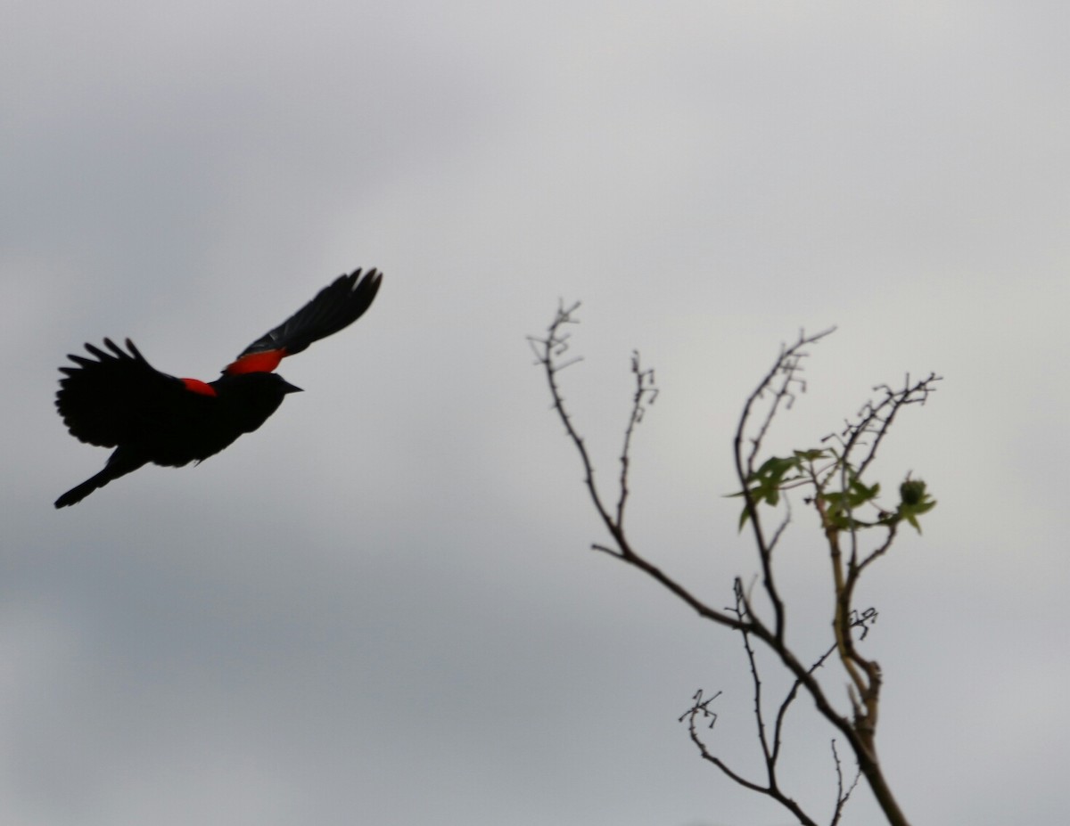 Red-winged Blackbird - ML239161851