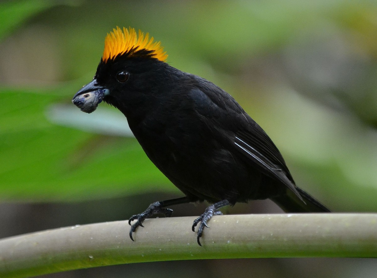 Tawny-crested Tanager - joe wolf