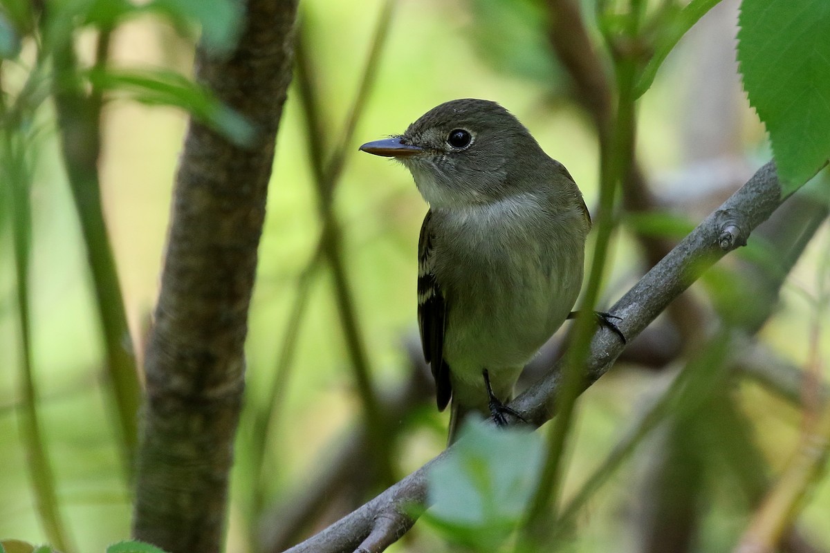 Yellow-bellied Flycatcher - Laval Roy