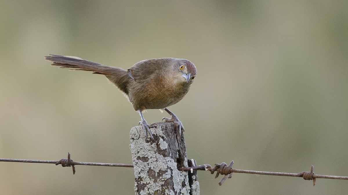 Freckle-breasted Thornbird - Ignacio Zapata