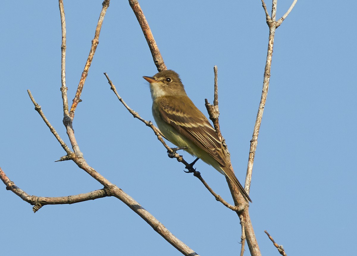 Willow Flycatcher - David Bird