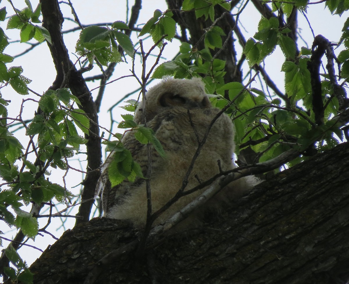 Great Horned Owl - ML239171021