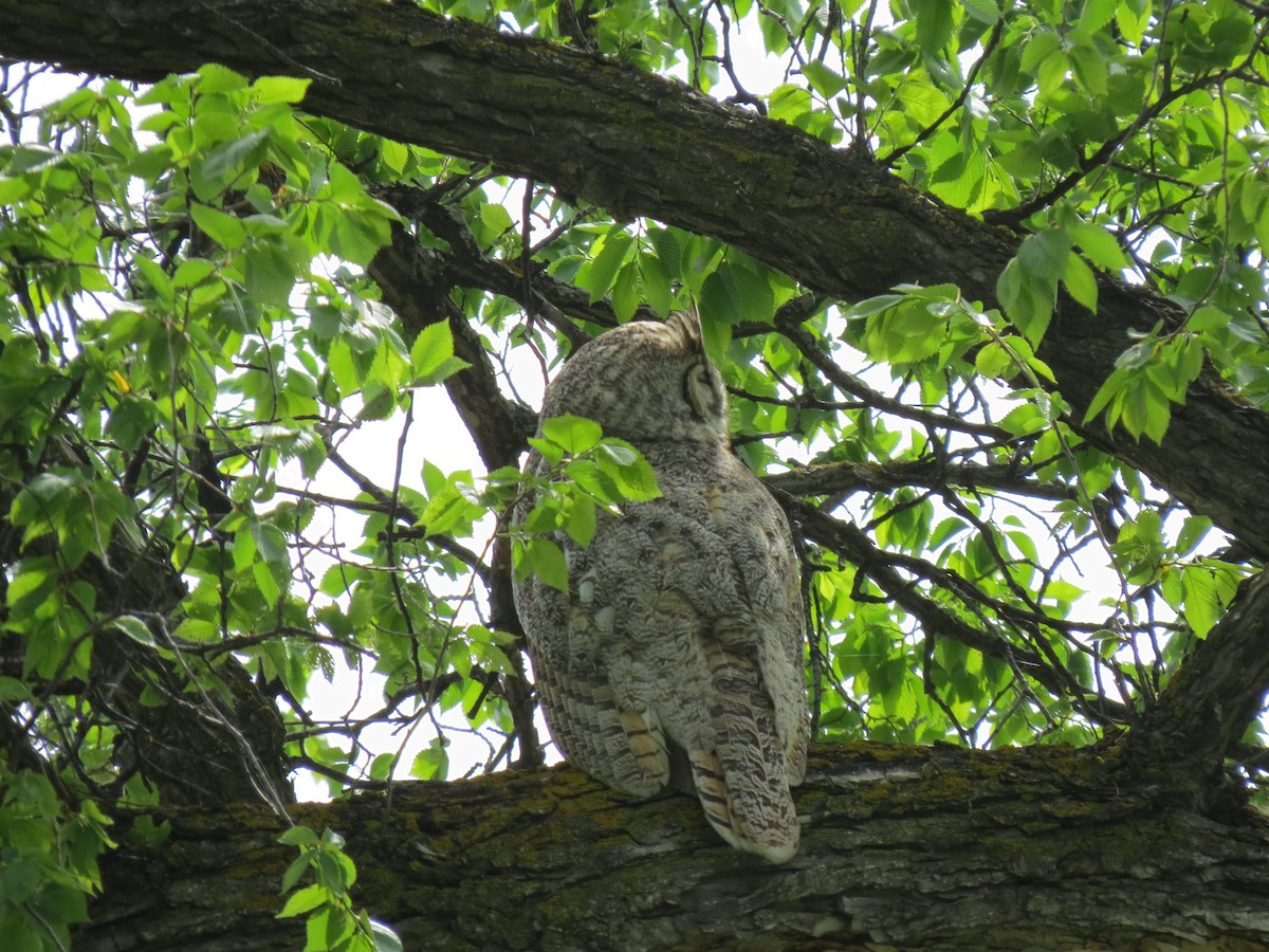 Great Horned Owl - ML239171121