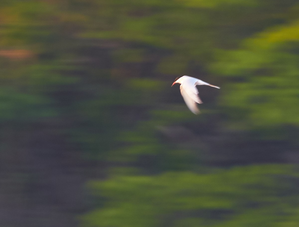 Common Tern - David Bird