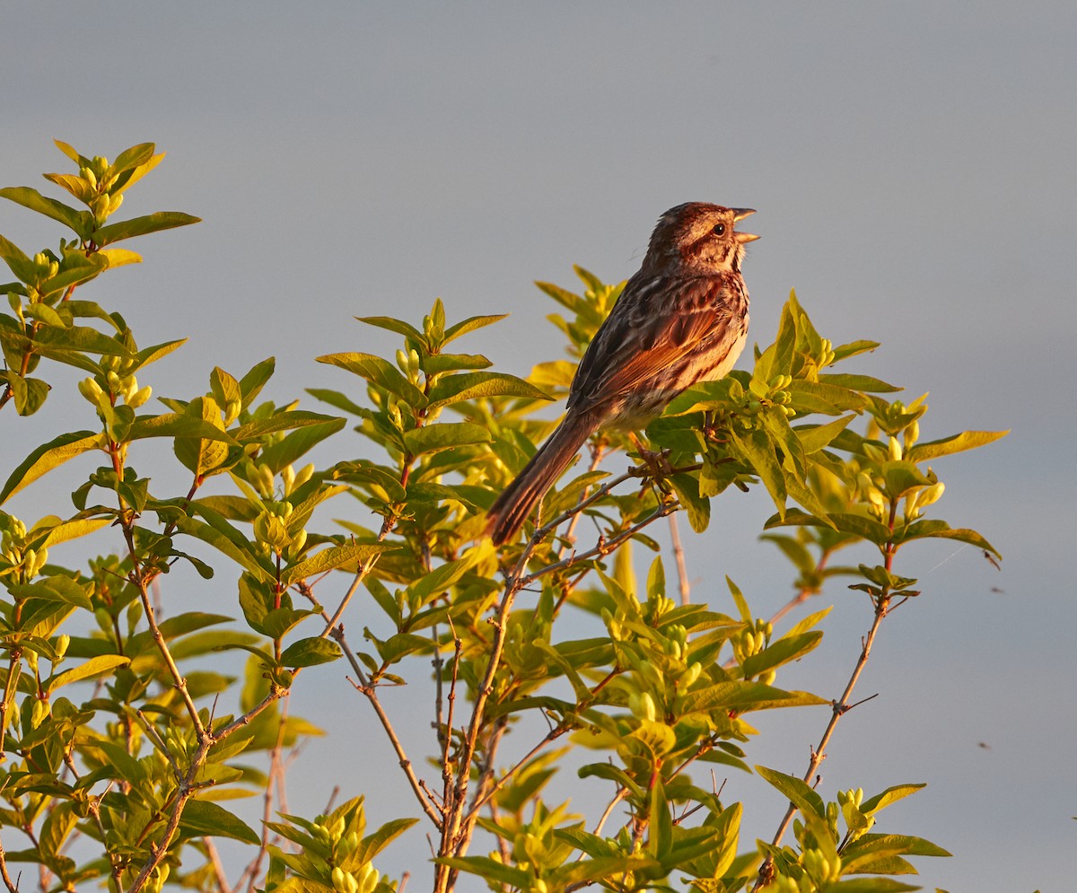 Song Sparrow - David Bird