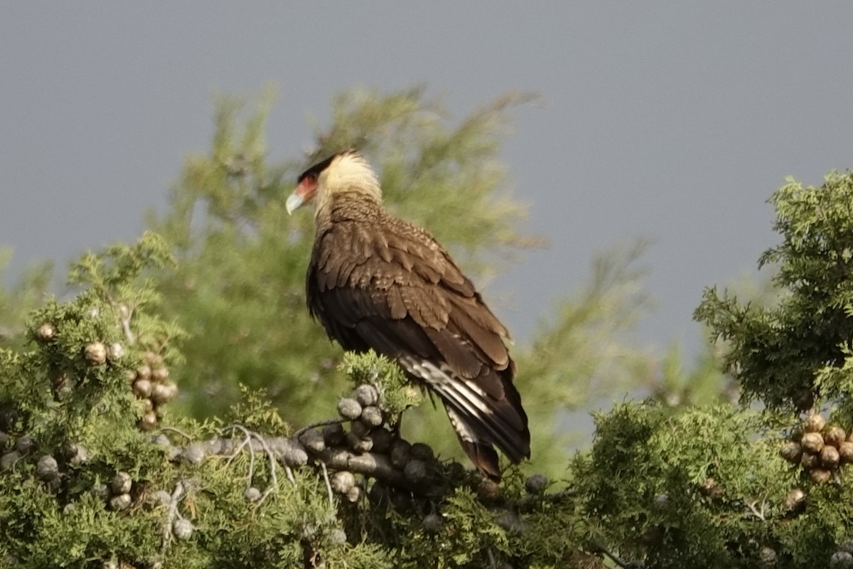 Crested Caracara (Southern) - ML239173881