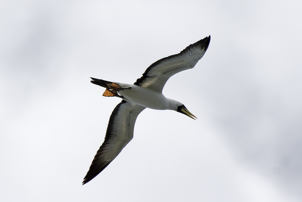 Masked Booby - ML239175941