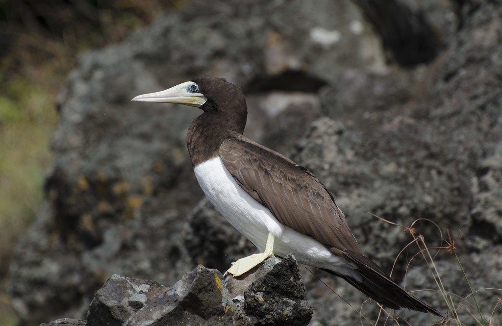 Brown Booby - ML239175981