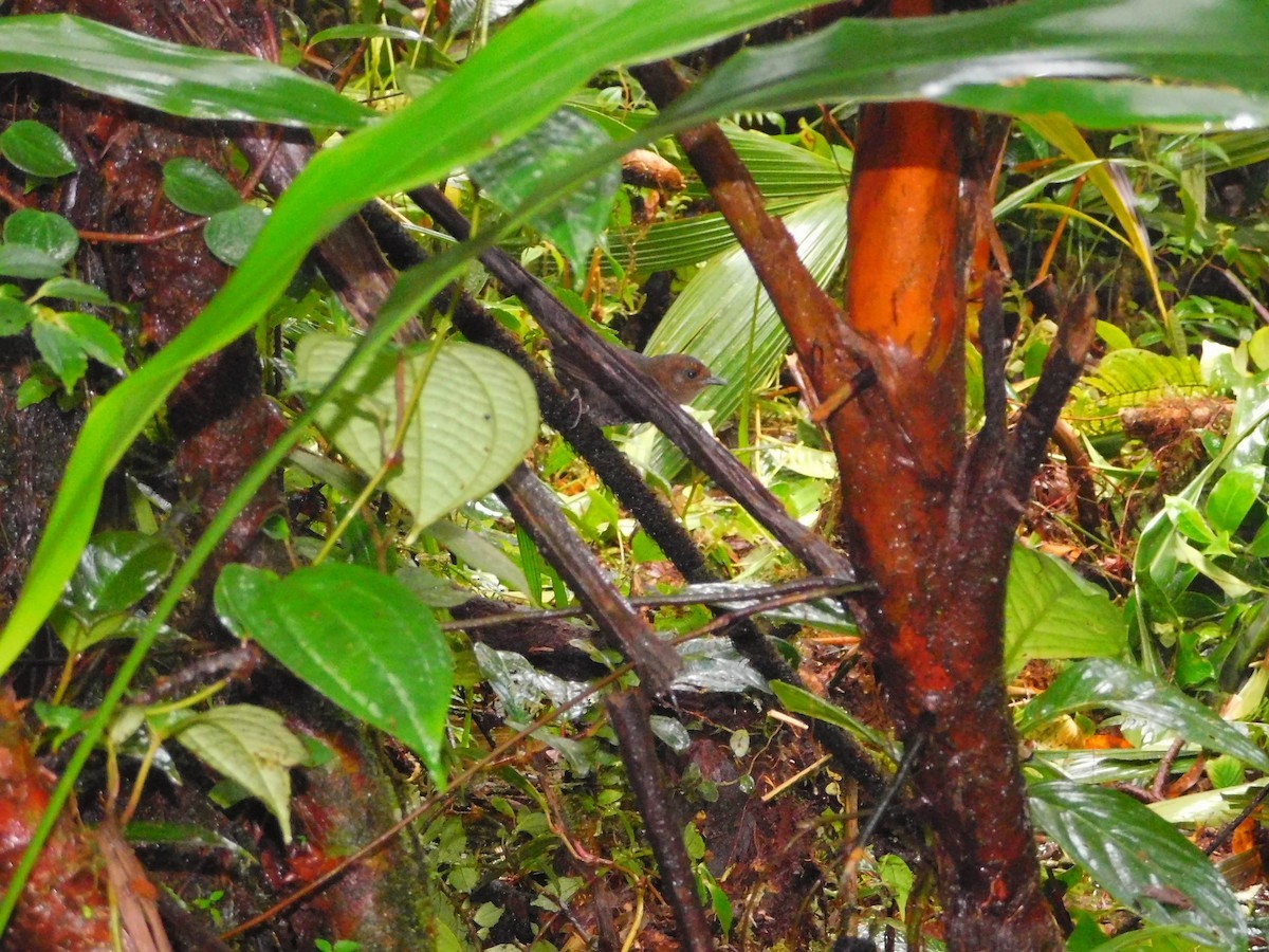 Tapaculo Frentiplateado (chiriquensis) - eBird