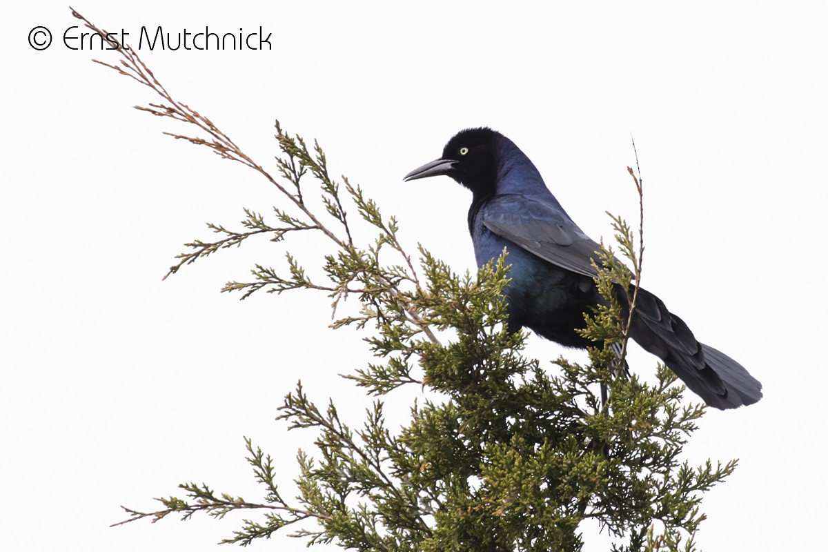 Boat-tailed Grackle - ML239179881