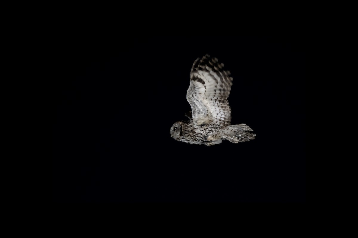 Tawny Owl - Miguel Rouco