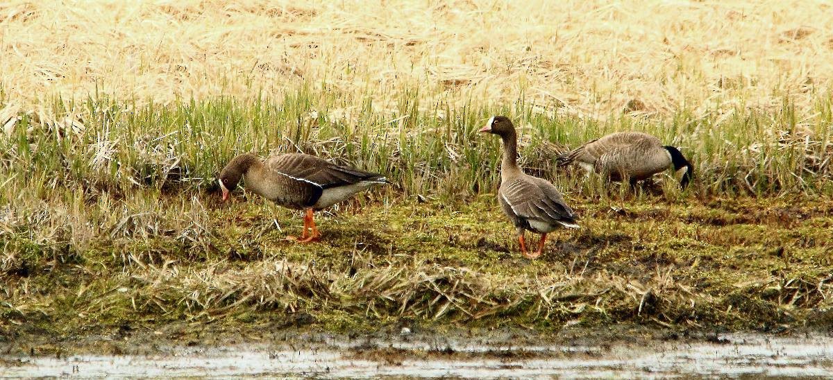 Lesser White-fronted Goose - ML239180821