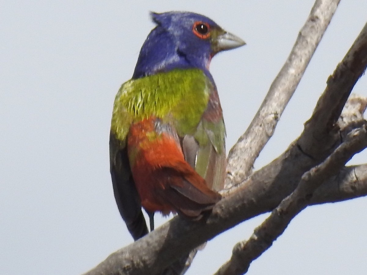 Painted Bunting - ML239180961