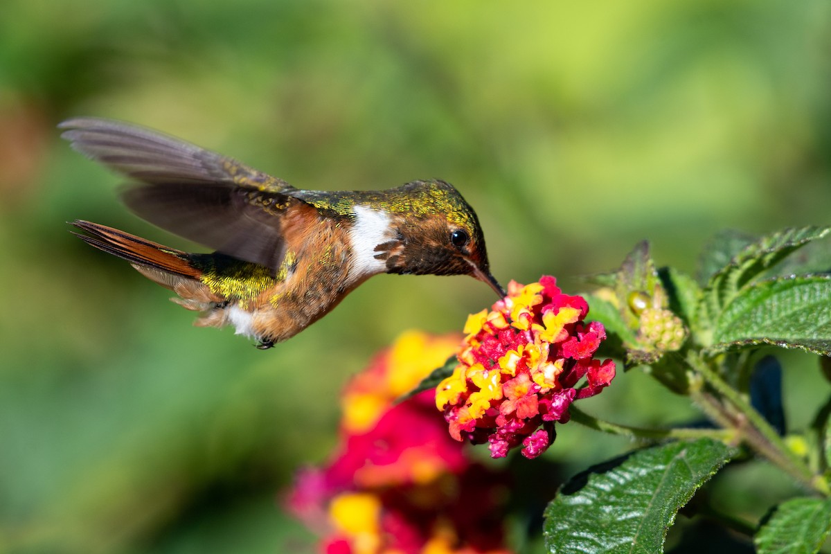 Scintillant Hummingbird - Joshua Brown