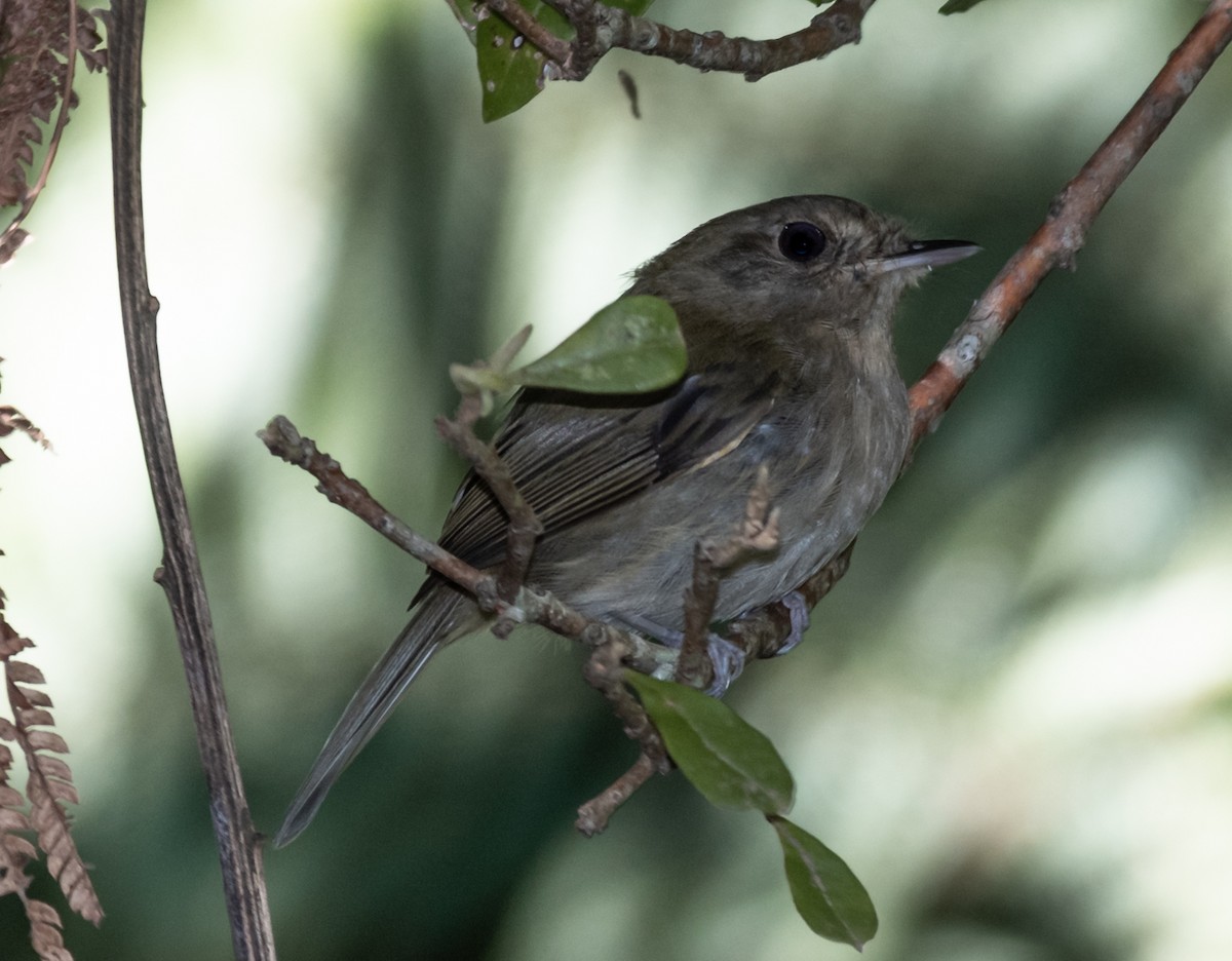Brown-breasted Pygmy-Tyrant - ML239185881