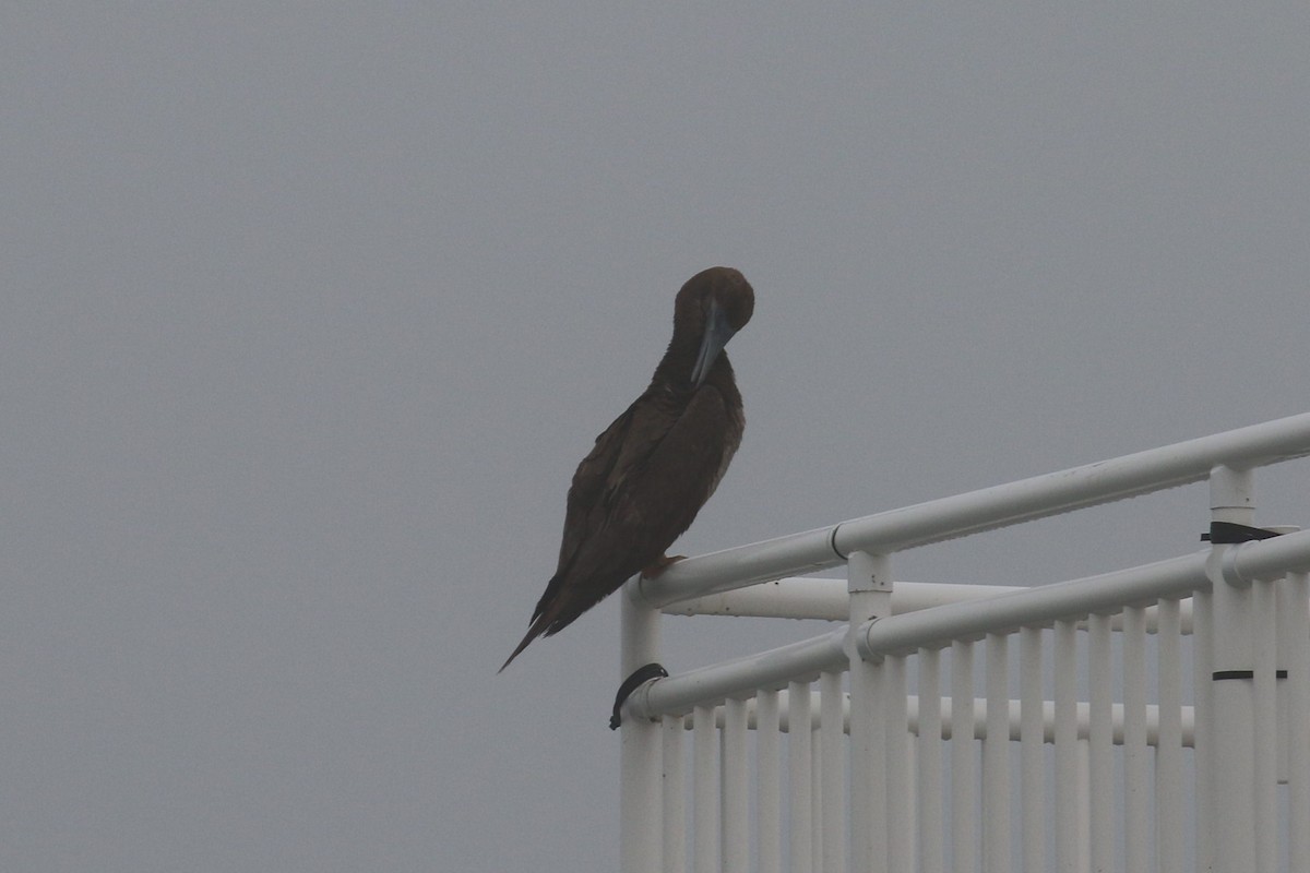 Brown Booby - ML239190631