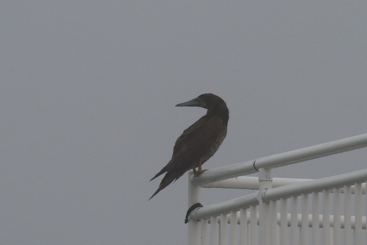 Brown Booby - ML239190641