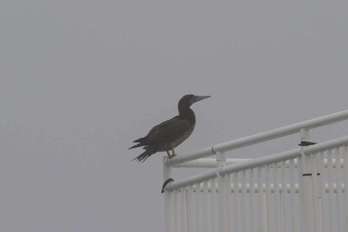 Brown Booby - ML239190651