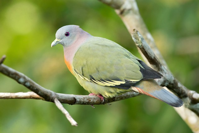 Ml Pink Necked Green Pigeon Macaulay Library