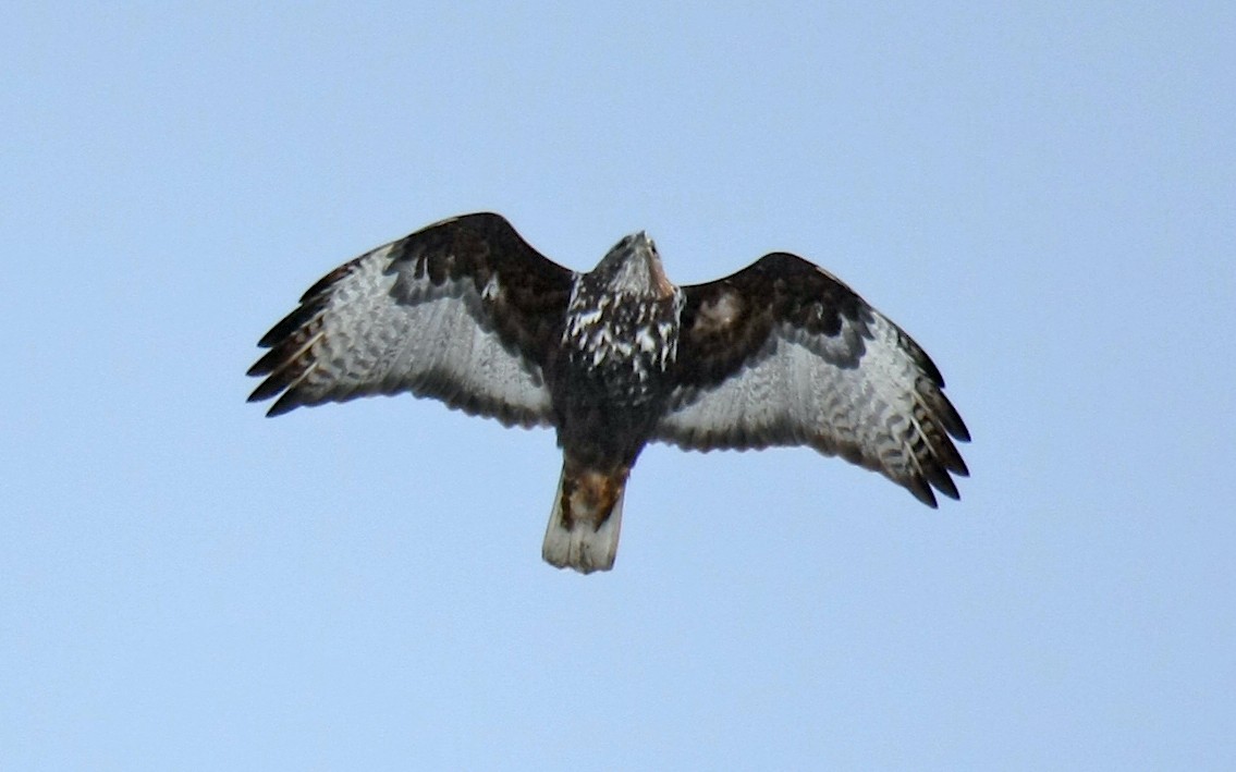 Red-tailed Hawk (Harlan's) - ML239191771