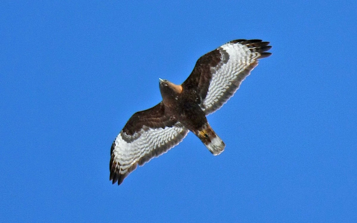Red-tailed Hawk (Harlan's) - ML239191781