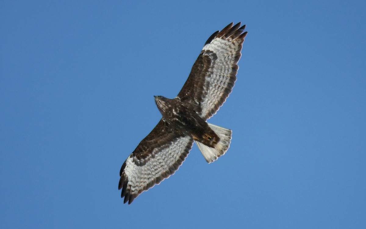 Red-tailed Hawk (Harlan's) - ML239191811