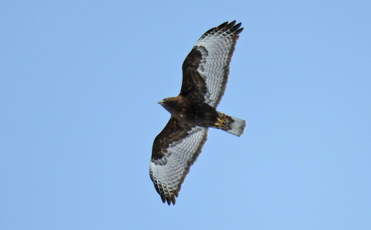 Red-tailed Hawk (Harlan's) - ML239191821